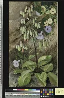 Marianne North Gallery: 182. Study of the Plant of Life. 182. Study of the Plant of Life