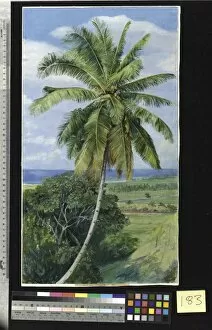 Marianne North Gallery: 183. Study of Cocoanut Palm