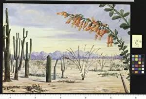 Marianne North Collection: 185. Vegetation of the Desert of Arizona
