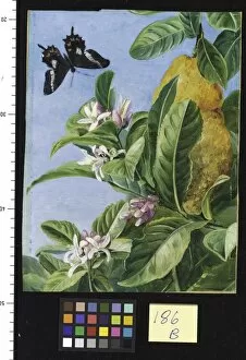 Marianne North Gallery: 186. Foliage, Flowers and Fruit of the Citron, and Butterfly