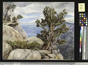 Marianne North Gallery: 188. Old Cypress or Juniper Tree, Nevada Mountains, California