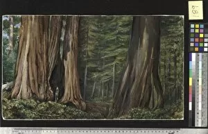 Brown Gallery: 189. The Mariposa Grove of Big Trees, California