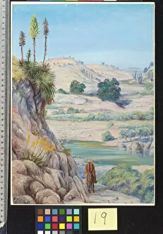 Marianne North Gallery: 19. View near Quilpue, Chili