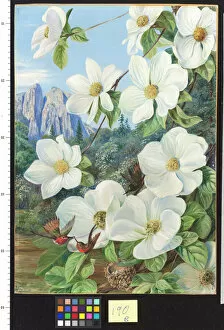 Marianne North Gallery: 190. Foliage and Flowers of the Californian Dogwood, and Humming