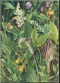 Marianne North Gallery: 192. Wild Flowers from the Neighbourhood of New York