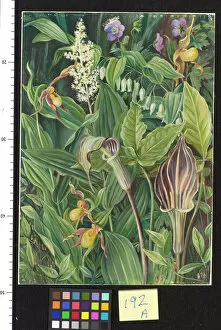 Marianne North Gallery: 192. Wild Flowers from the Neighbourhood of New York