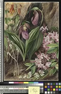 Marianne North Gallery: 194. Wild Flowers from the Neighbourhood of New York