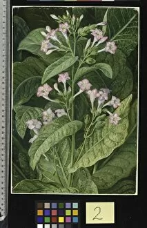 Marianne North Gallery: 2. Common Tobacco