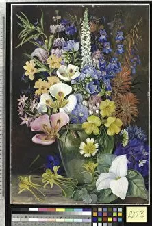 California Gallery: 203. Group of Californian Wild Flowers
