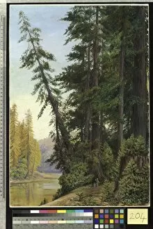 Painting Gallery: 204. View in a Redwood Forest, California
