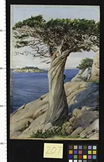Marianne North Collection: 207. An old Red Cedar on the rocks near West Manchester, Massach