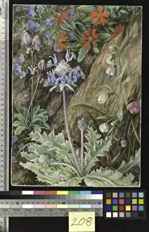 Marianne North Collection: 208. Some Wild Flowers of California