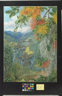 Marianne North Collection: 21. Parasites on Beech Trees, Chili