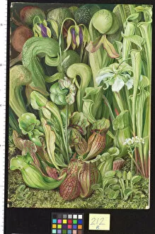 Marianne North Collection: 212. North American Carnivorous Plants