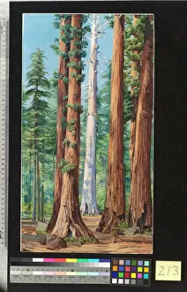 Landscape Gallery: 213. Ghost of a Big Tree, Calaveras Grove, California