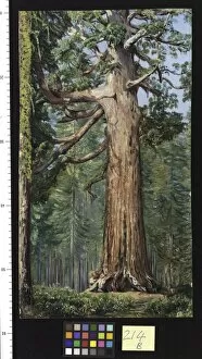 Marianne North Collection: 214. The Great Grisly Big Tree of the Mariposa Grove. 214. The Great Grisly Big Tree of