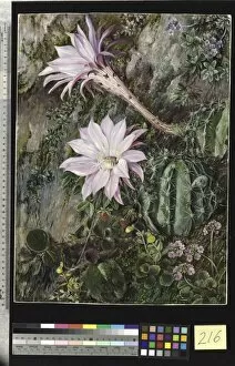 Marianne North Gallery: 216. Wild Flowers of Mussooree, India