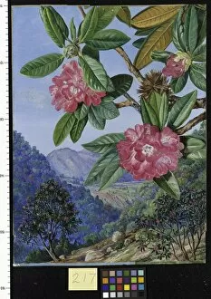 Marianne North Collection: 217. The South Indian Rhododendron