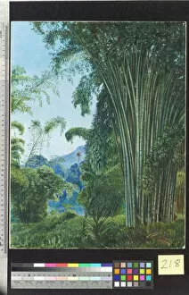 Marianne North Gallery: 218. Clump of Bamboo in the Royal Botanic Gardens, Peradeniya, C