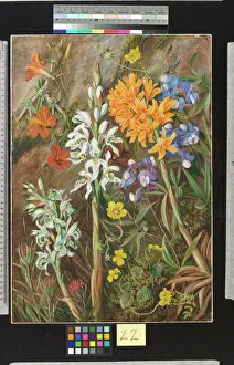 Marianne North Collection: 22. Chilian Ground Orchids and other Flowers