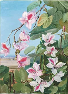 Marianne North Gallery: 221. Foliage, flowers and fruit of a common Indian forest tree, 1878