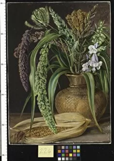 Marianne North Gallery: 224. Study of Cereals cultivated in Kumaon, India