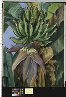 Marianne North Collection: 225. Flowers and Young Fruit of the Chinese Banana