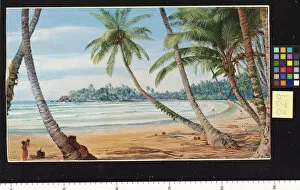Marianne North Collection: 229. Cocoanut Palms on the coast near Galle, Ceylon