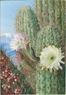 Botanical Art Gallery: 23. A Chilian Cactus in flower and its Leafless Parasite in fruit