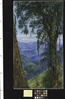 Marianne North Gallery: 230. View from Rungaroon, near Darjeeling, India