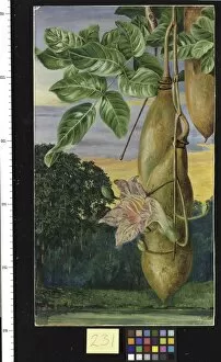 India Collection: 231. Foliage, Flowers, and Fruit of an African Tree painted in I