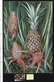 Marianne North Collection: 232. Wild Pine Apple in Flower and Fruit, Borneo
