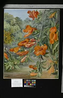 Marianne North Collection: 233. Foliage and Flowers of an Indian Tree