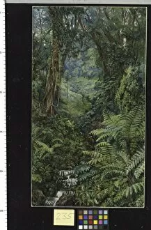 Marianne North Gallery: 235. Valley of ferns near Rungaroon, India
