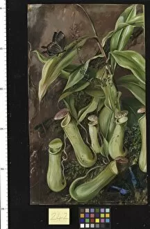 Marianne North Collection: 242. Ceylon Pitcher Plant and Butterflies