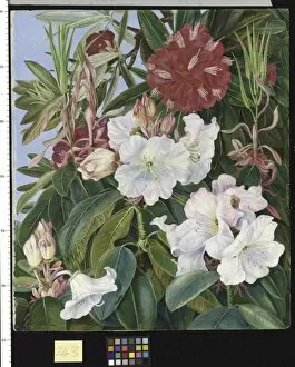 Marianne North Gallery: 243. Foliage and Flowers of two Indian Rhododendrons