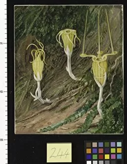 Marianne North Collection: 244. Singular Plants of the Dark Forests of Singapore and Borneo