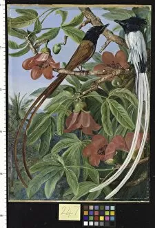 Marianne North Gallery: 247. Foliage and Flowers of the Red Cotton Tree and a pair of Lo
