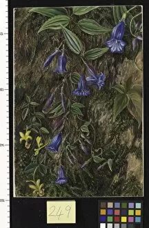 Marianne North Gallery: 249. Wild Flowers of Mt. Tonglo, Sikkim, India