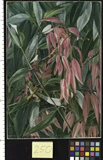 Marianne North Gallery: 250. Young Shoots of the Iron Wood Tree