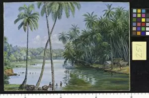 Marianne North Gallery: 251. Cocoanut Palms on the River Bank near Galle, Ceylon
