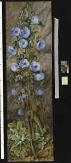 Marianne North Collection: 252. Blue Poppy growing on Mt. Tonglo, Sikkim-Himalaya
