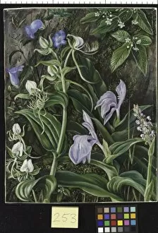 Marianne North Collection: 253. Wild Flowers of Kumaon, India