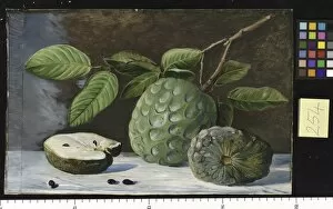 Marianne North Gallery: 254. Foliage and Fruit of the Cherimoyer