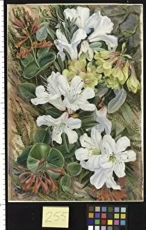 Marianne North Collection: 255. Indian Rhododendrons and North American Honeysuckle