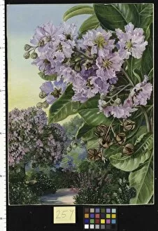 Marianne North Gallery: 257. Foliage, Flowers, and Fruit of a Forest Tree of India