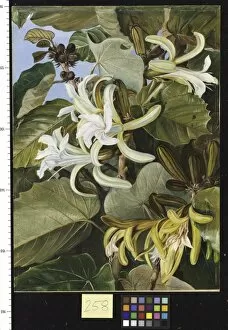Forest Gallery: 258. Foliage and Flowers of an Indian Forest Tree of great beaut