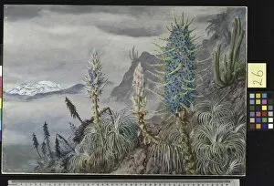 Chile Gallery: 26. The Blue Puya and Cactus at home in the Cordilleras, near Apnear Apogquindo