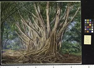Indian Gallery: 260. Avenue of Indian Rubber Trees at Peradeniya, Ceylon
