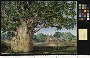 Marianne North Collection: 262. African Baobab Tree in the Princesss Garden at Tanjore, In